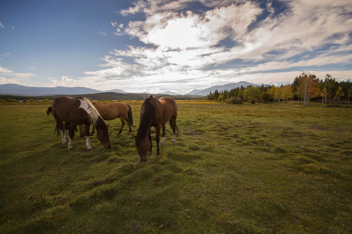 Terra Nostra Guest Ranch Tiere