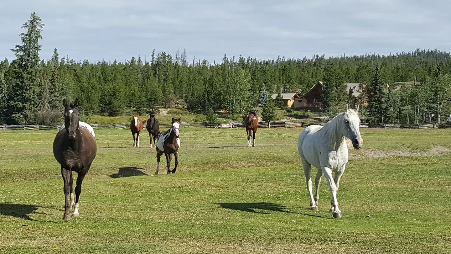 Terra Nostra Guest Ranch Tiere