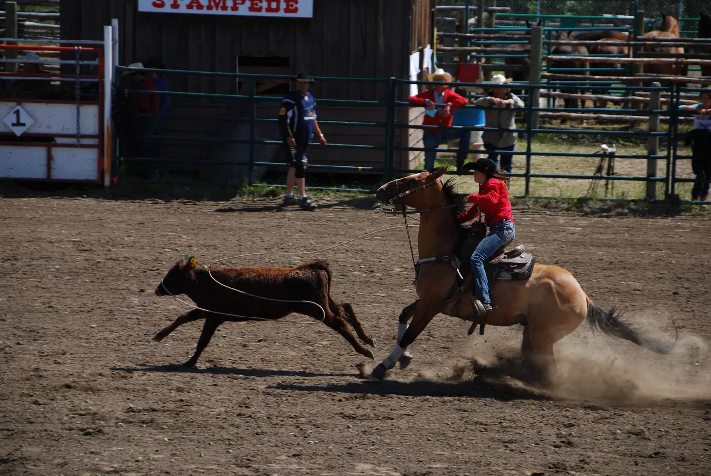 Terra Nostra Guest Ranch Tiere