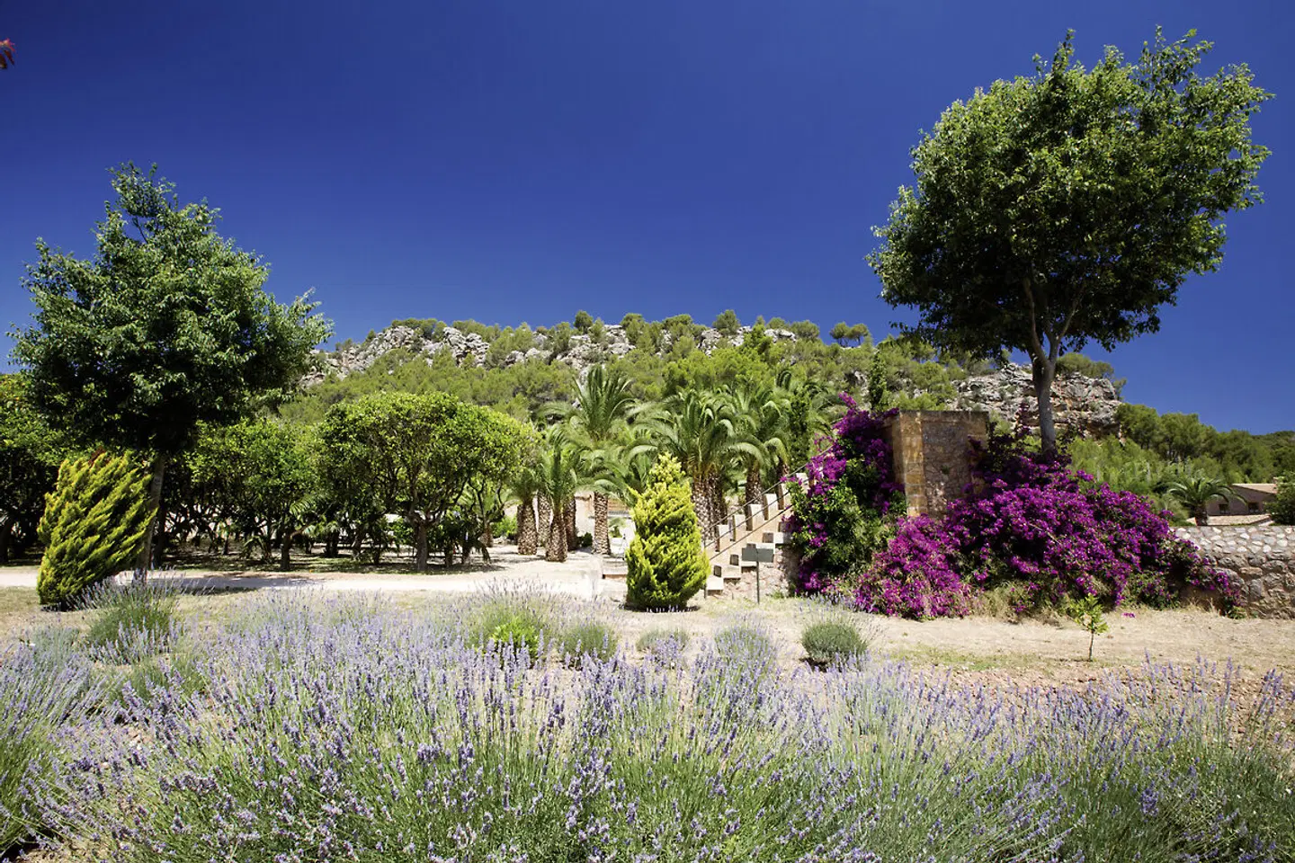 Finca Ca N'Ai Bio Retreat Garten