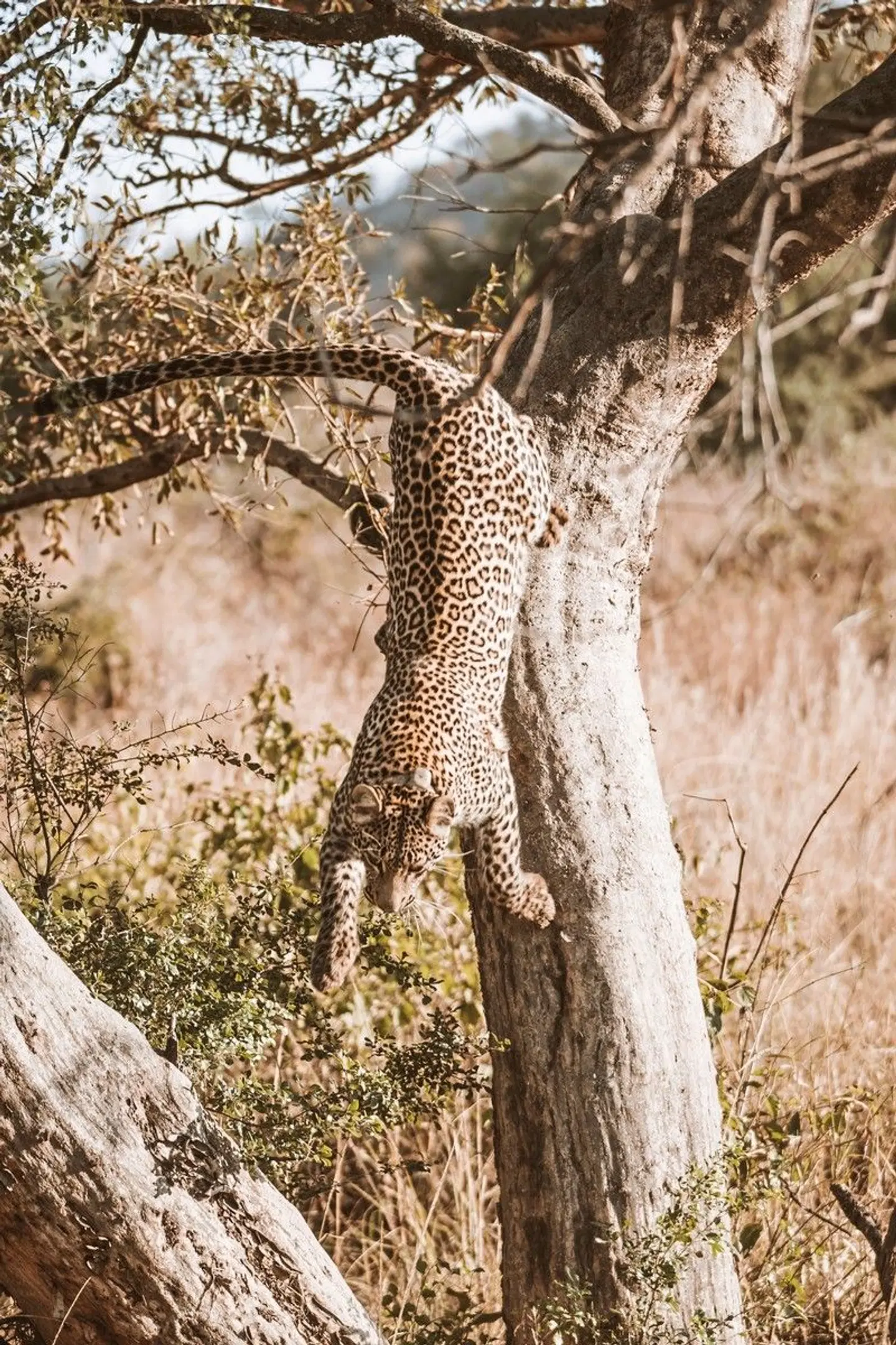 Nkomazi Komati Tented Lodge Tiere