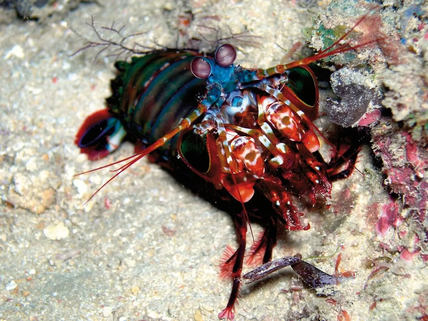 Bahari Beach Hotel Tiere