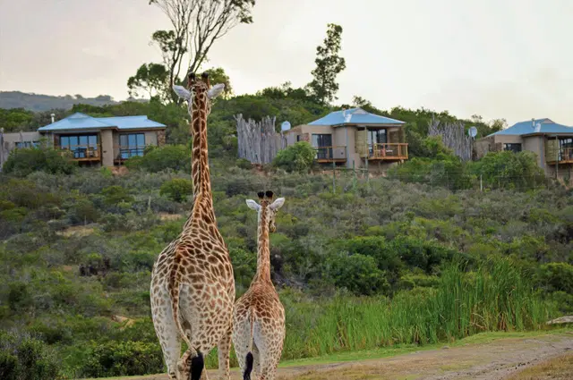 Garden Route Game Lodge Tiere