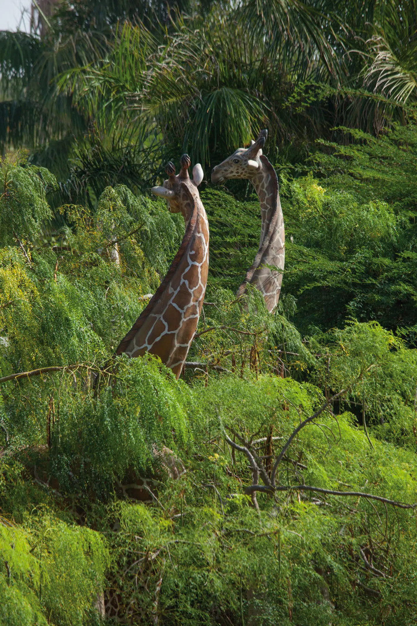 Lopesan Baobab Resort Tiere