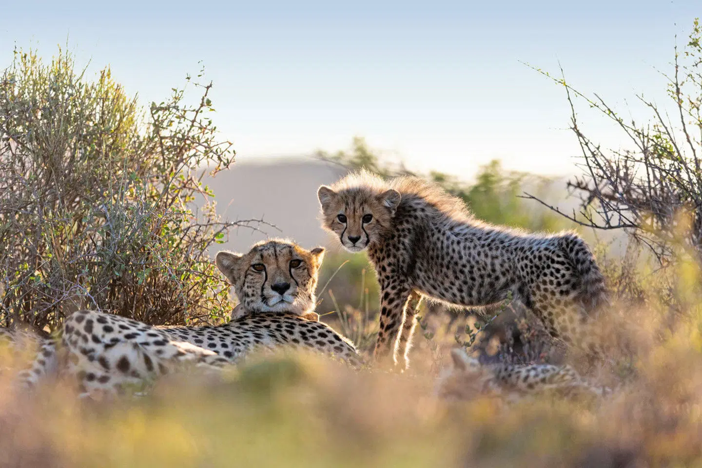 Sanbona Wildlife Reserve Tiere