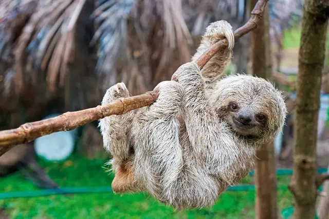 Höhepunkte Costa Ricas (14 Nächte) Tiere