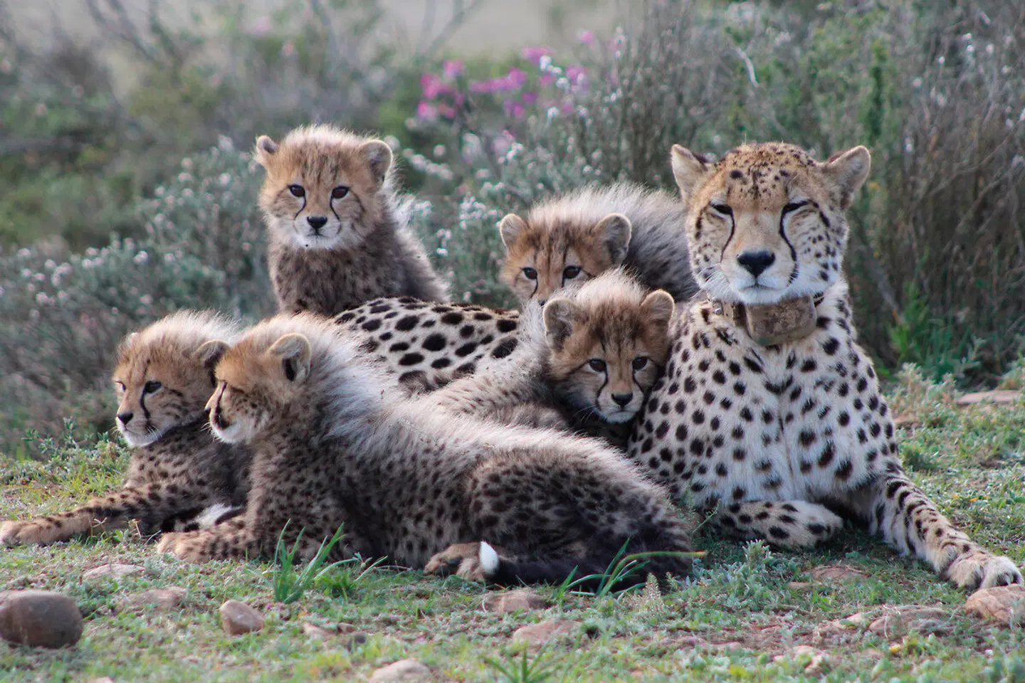 Garden Route Game Lodge Tiere