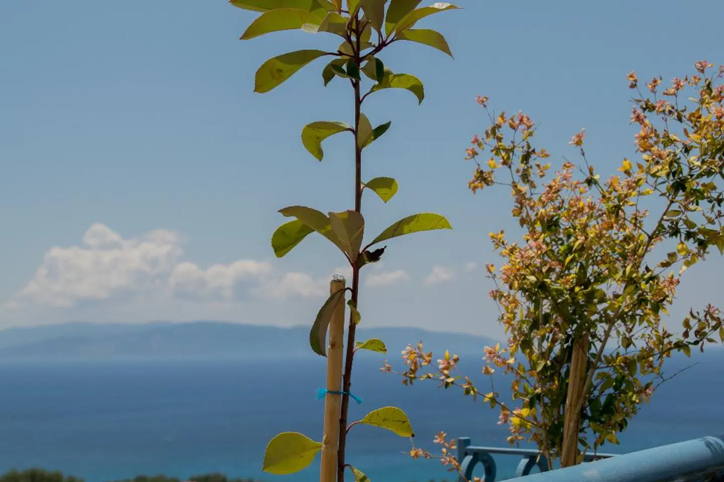 Diana Studios Garten