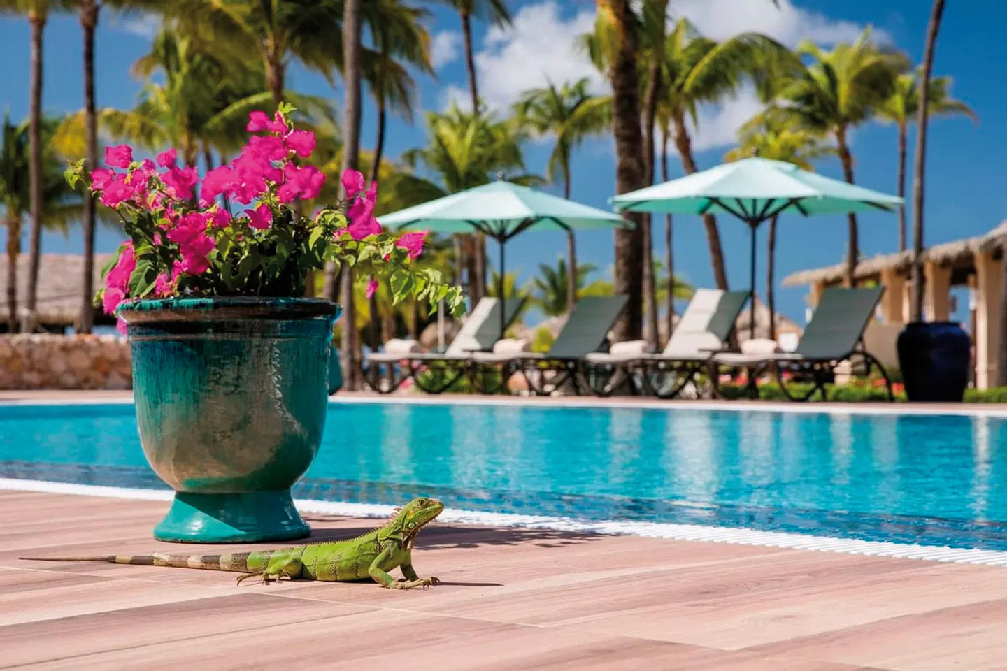 Manchebo Beach Resort and Spa OUTDOOR_POOL