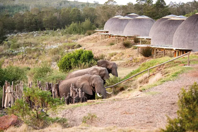 Gondwana Game Reserve Tiere