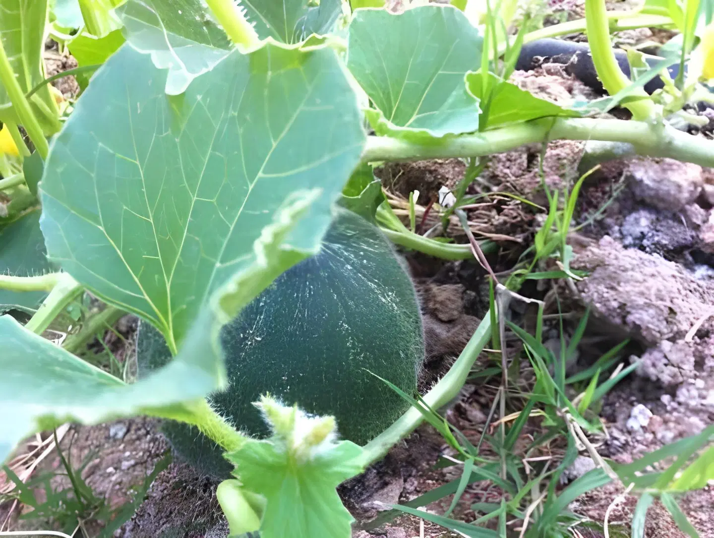 Eirini Luxury Hotel Villas Tiere