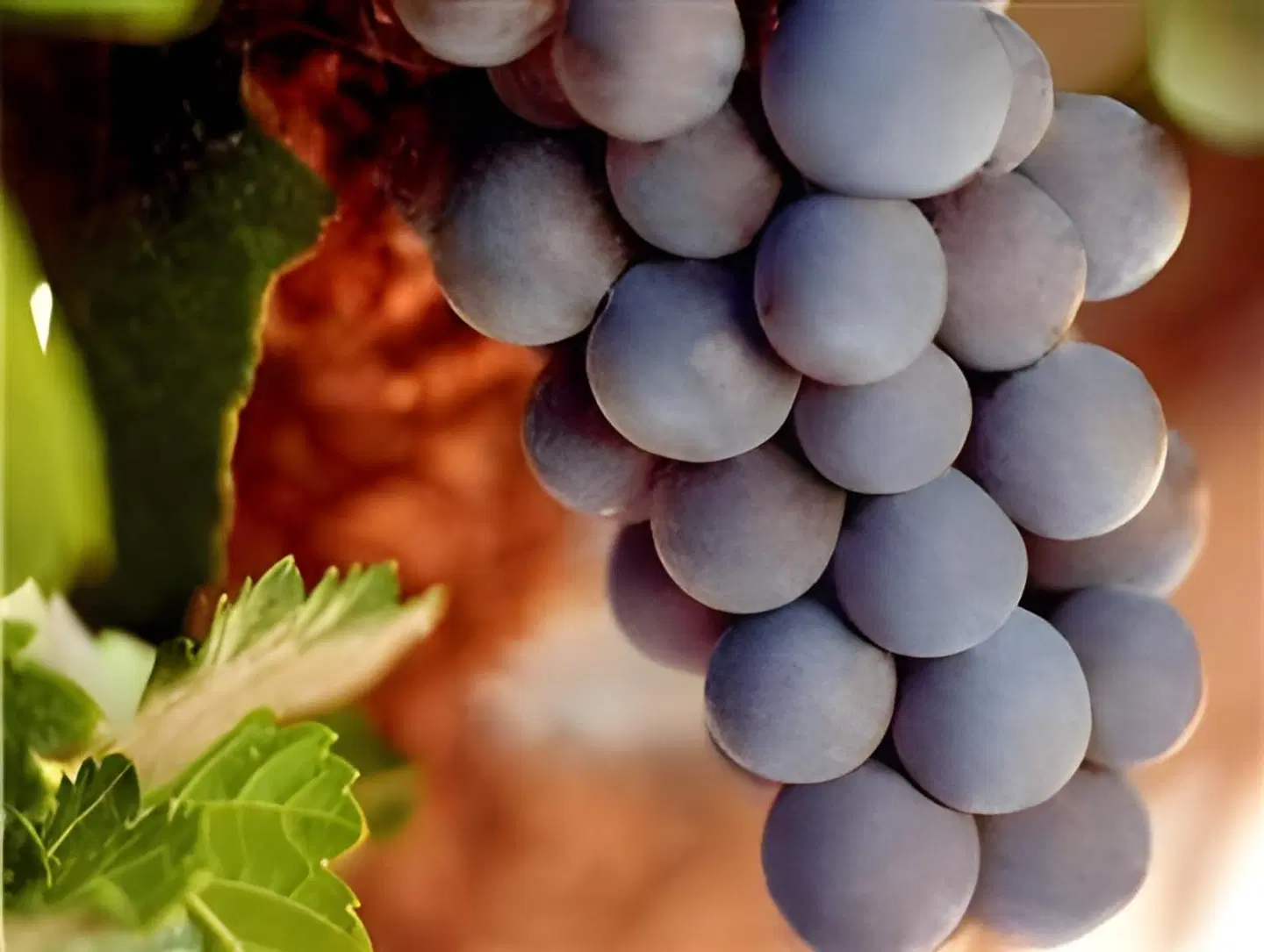 L'Avenir Country Lodge LOUNGE_LOBBY