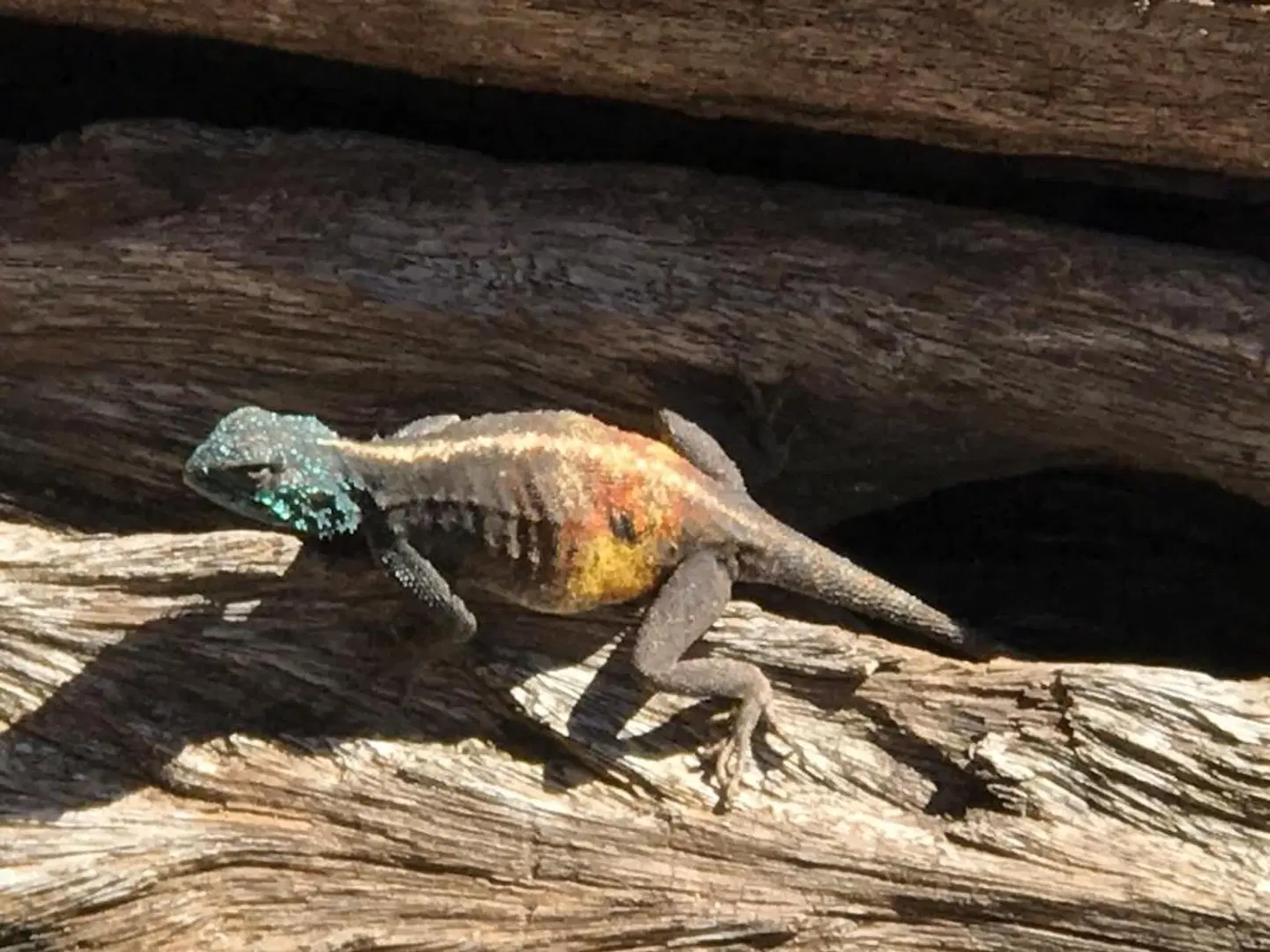 Manor on the Bay Guest House Tiere