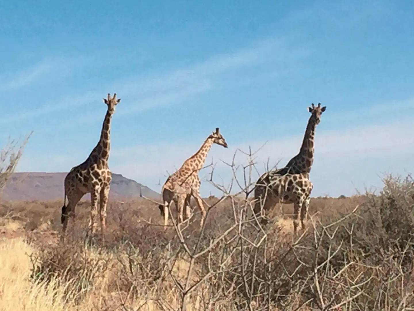 Burgsdorf Guest Farm Tiere