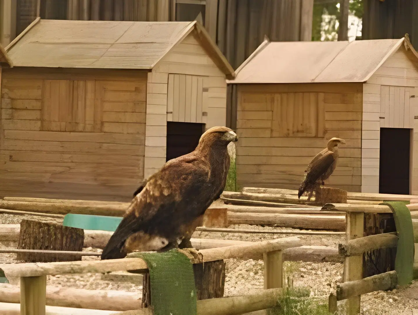 Burg Rabenstein Tiere