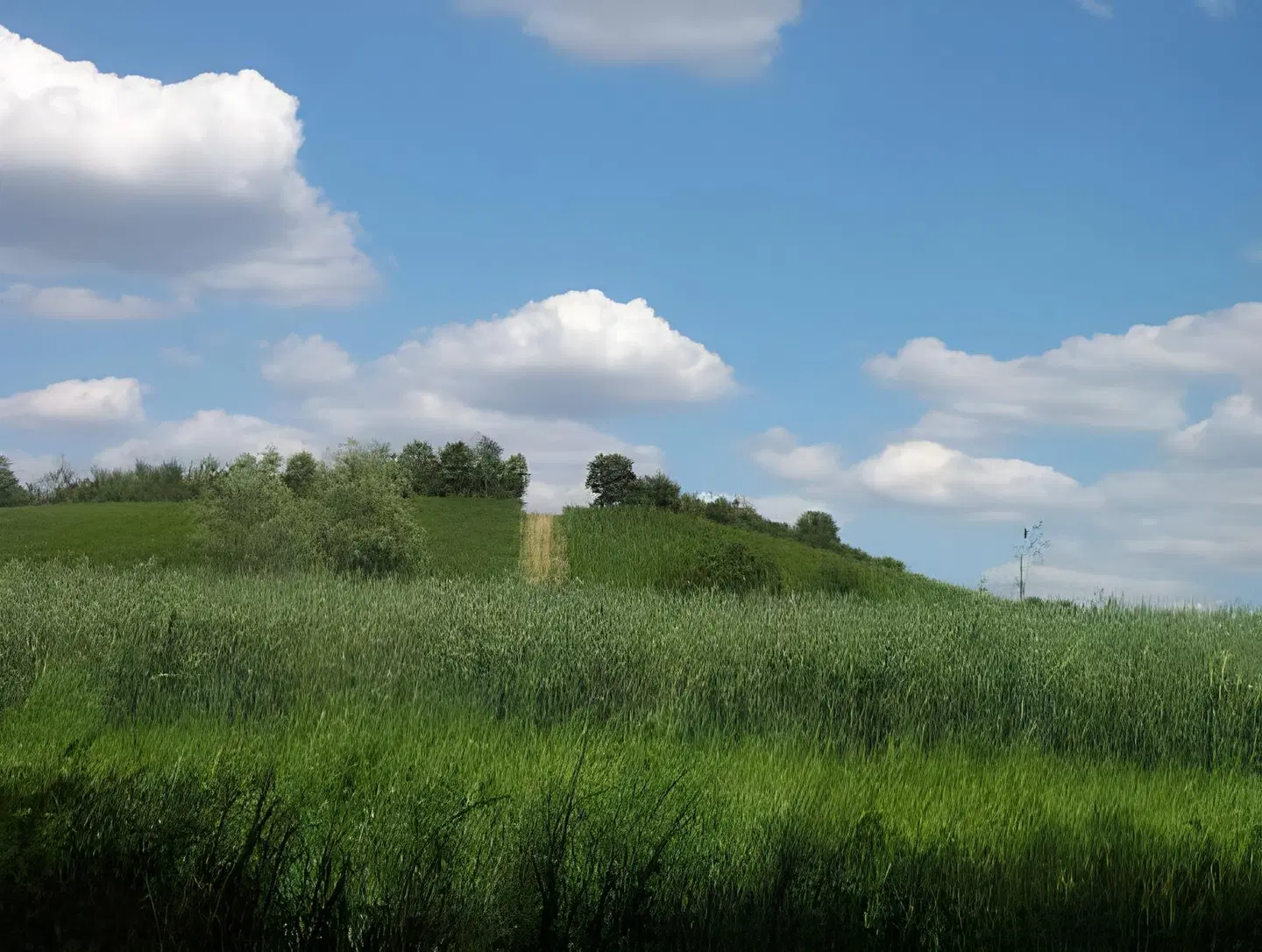 Schwarzer Adler LANDSCAPE