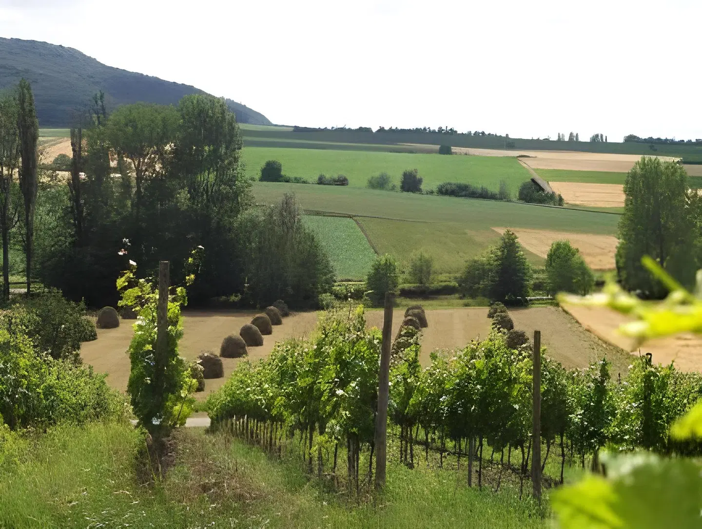 Schwarzer Adler LANDSCAPE