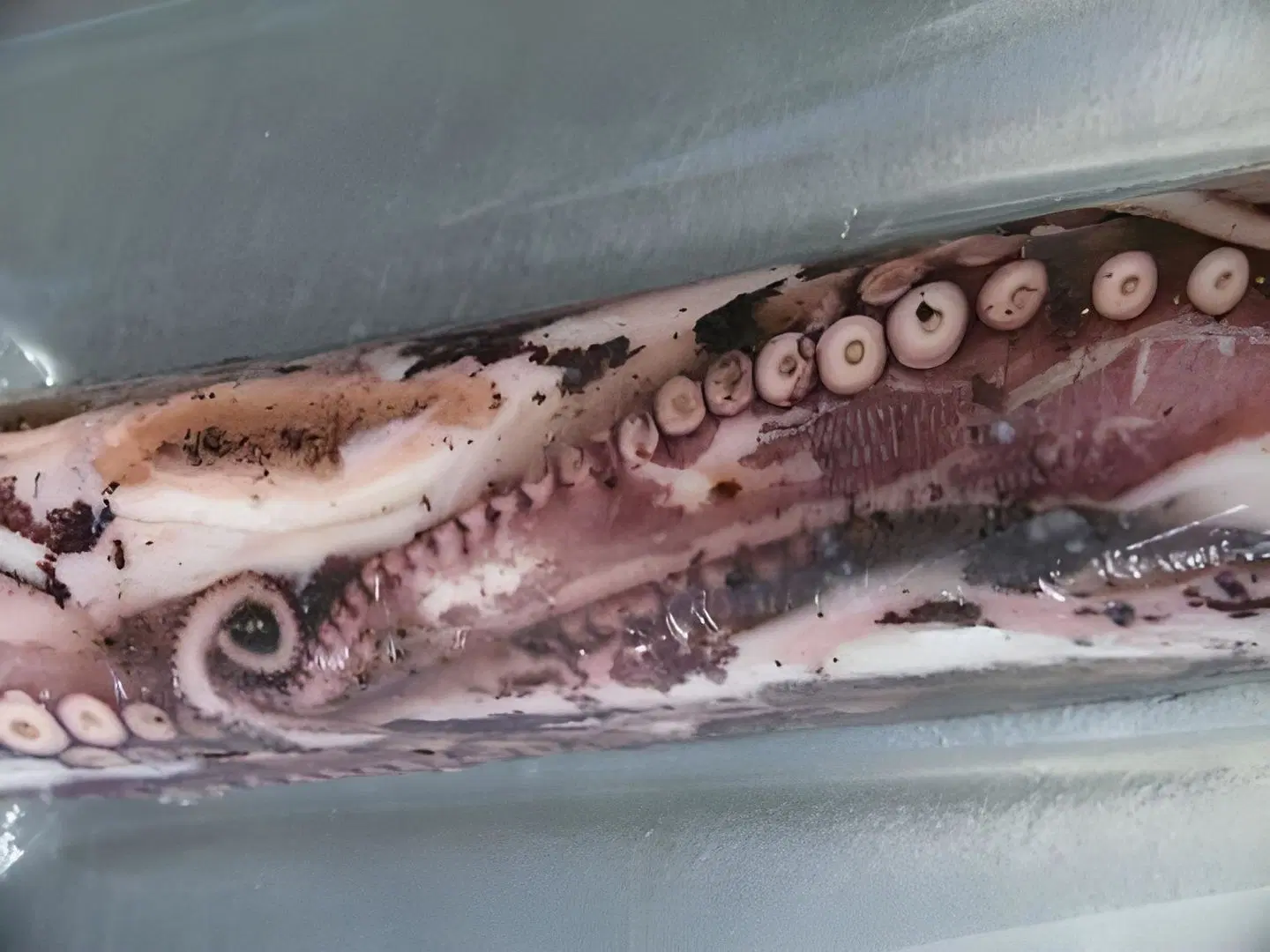 Schöne Aussicht LANDSCAPE