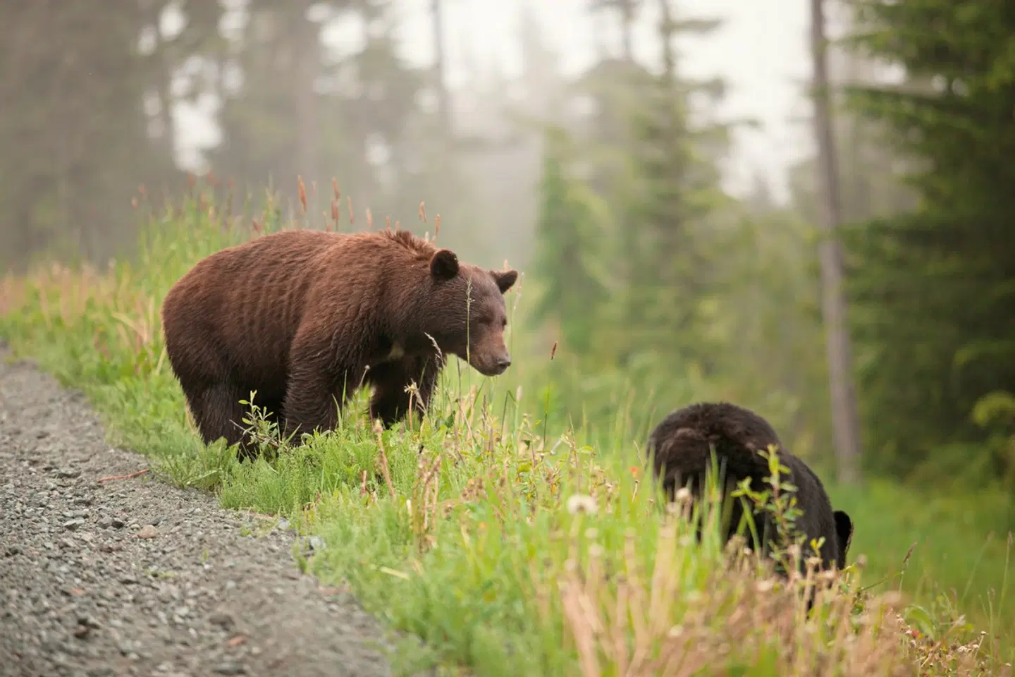 Bären, Wale & Vancouver Island Tiere