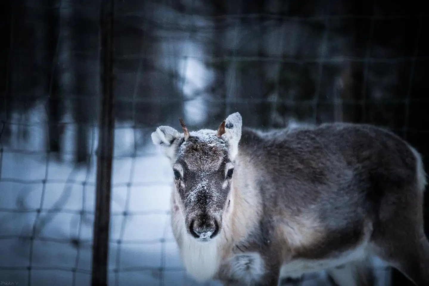 Hotelli Suomutunturi Tiere