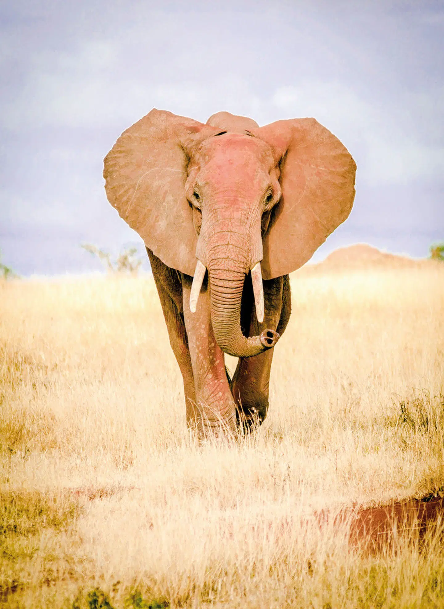 Kenia Explorer Tiere