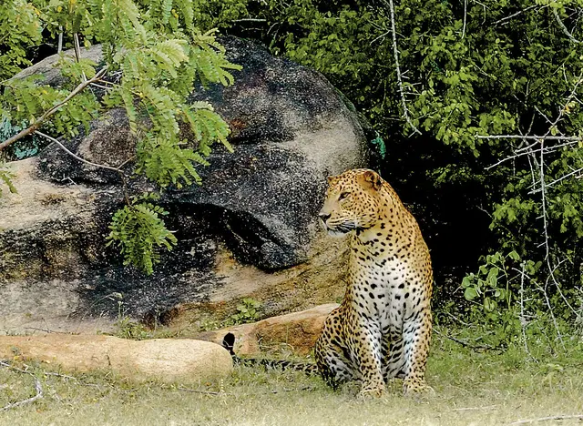 Sri Lanka Allround (Privatreise) Tiere