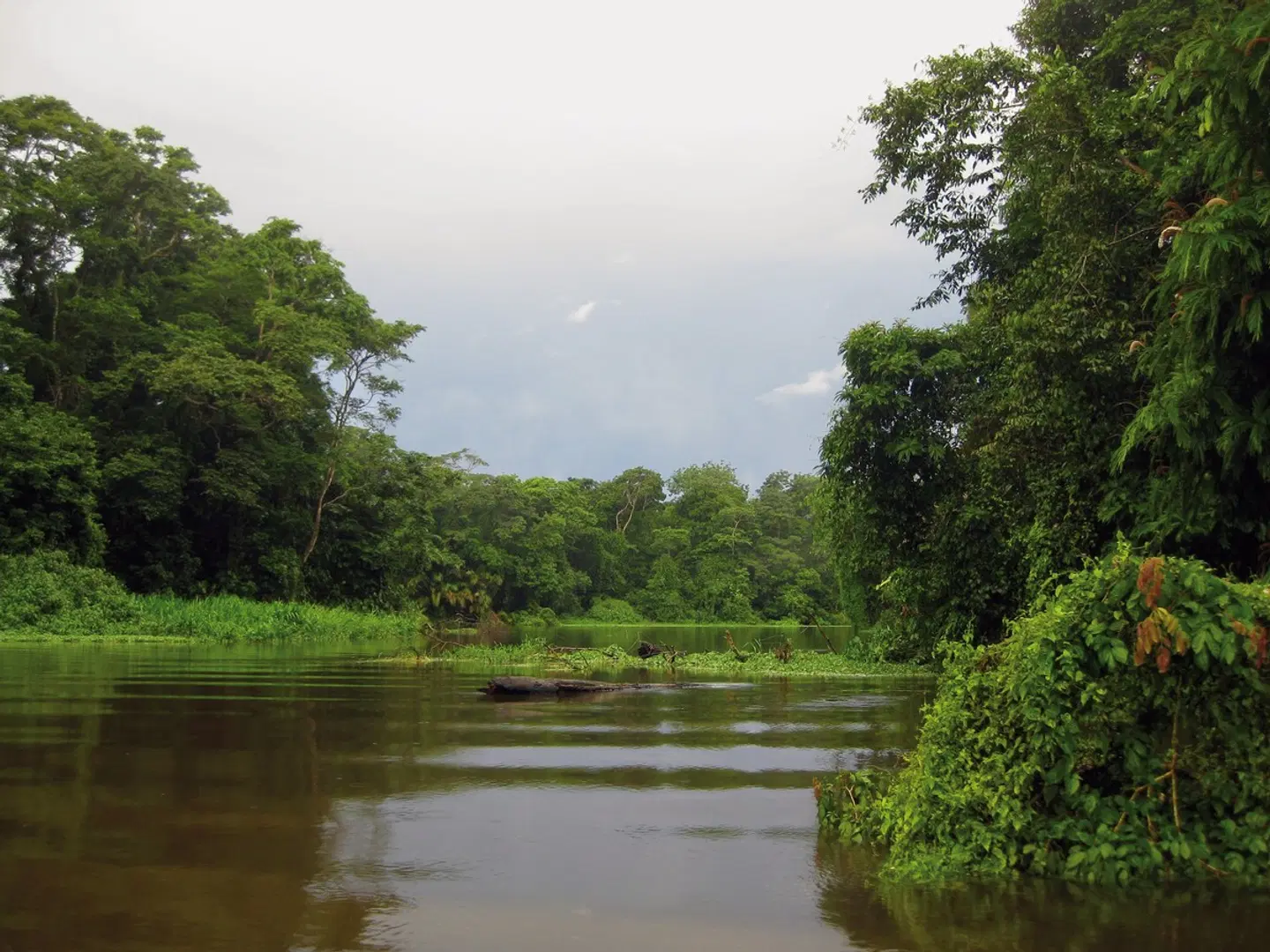 Karibik- und Dschungeltour Garten