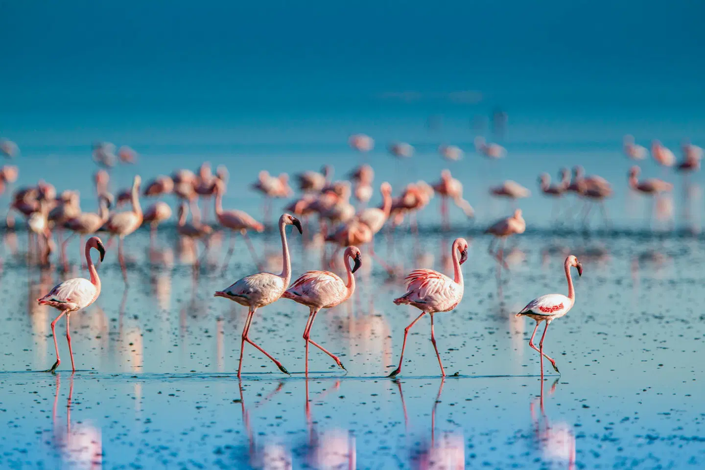 Naturwunder Tansanias & Welterbe Sansibar Tiere