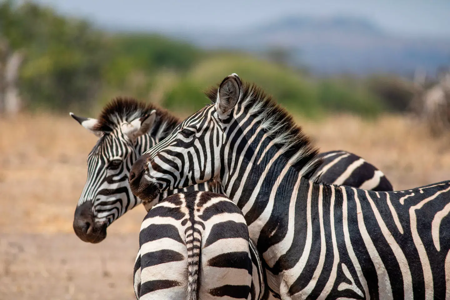 Magisches Tansania Tiere