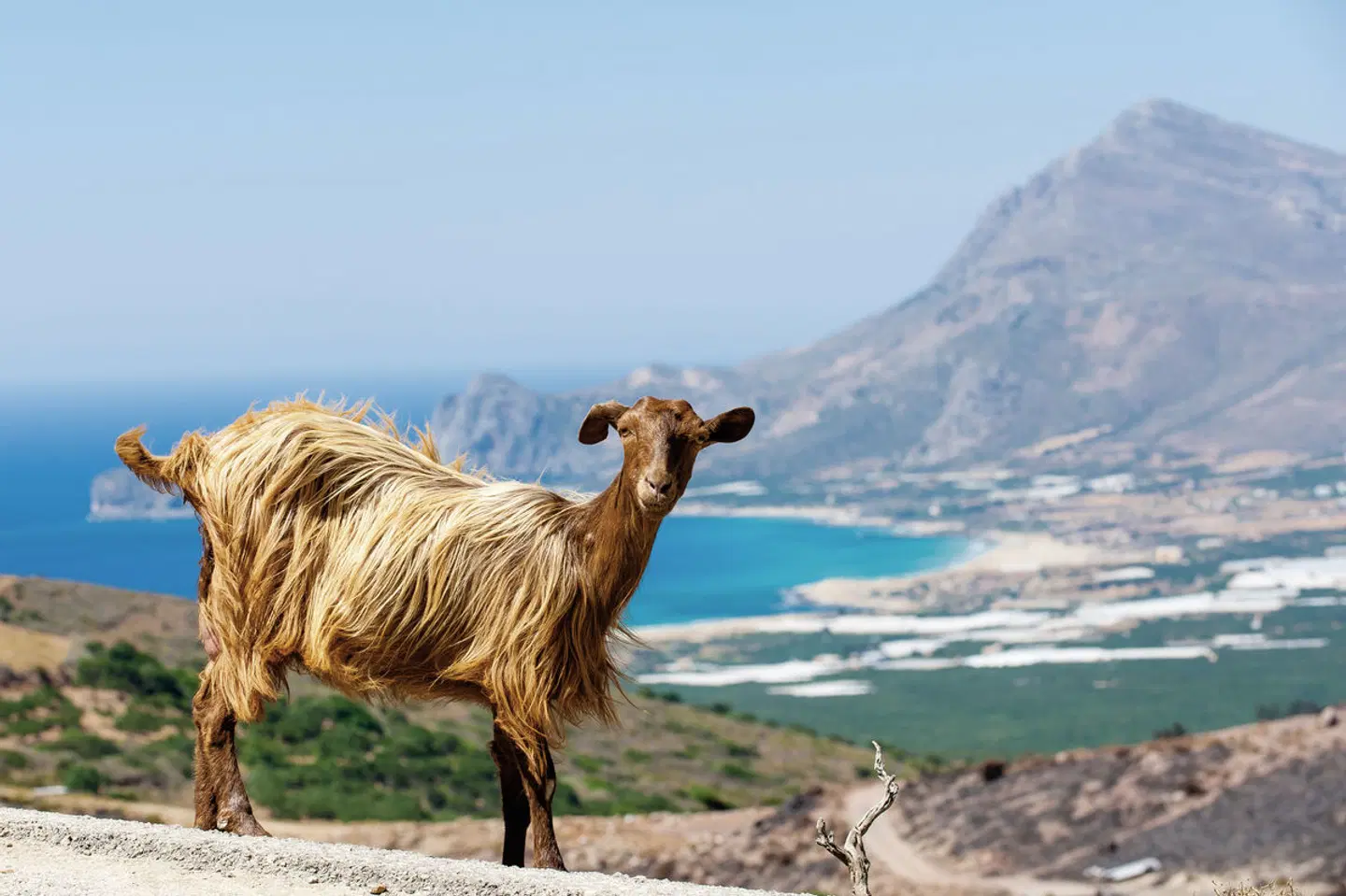 Kreta gemütlich erwandern Tiere