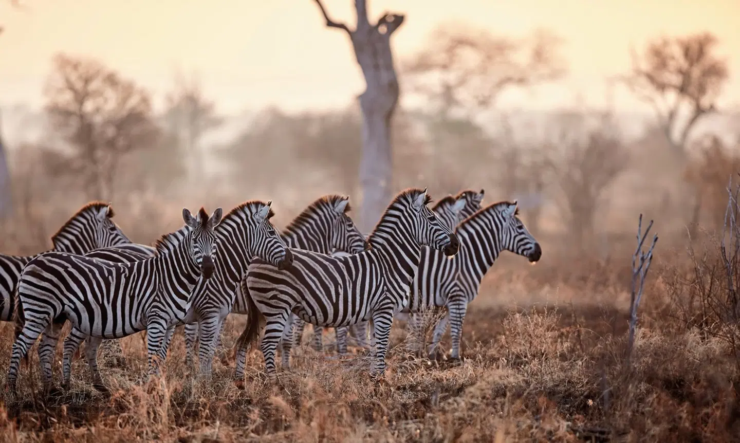 Südafrika zum Verweilen (Johannesburg-Kapstadt) Tiere