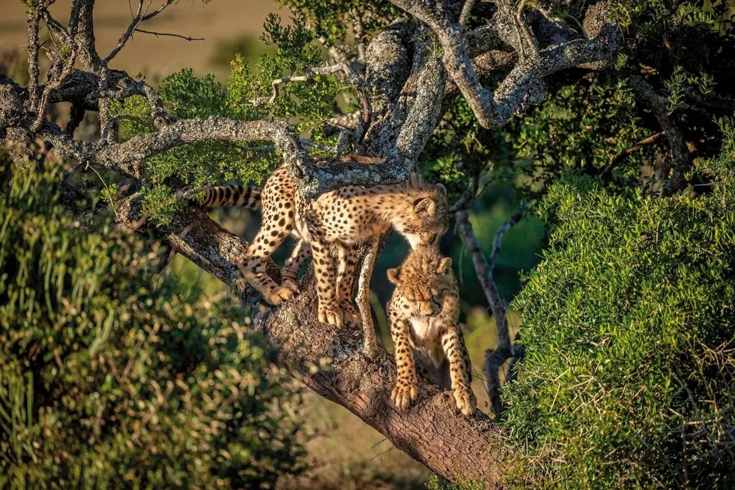 Cape in Style ab/bis Kapstadt LANDSCAPE