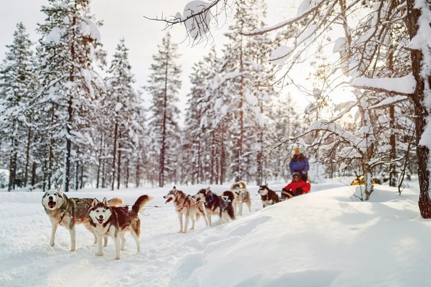 Winterlich aktiv in Schwedisch Lappland SPORTS_AND_LEISURE