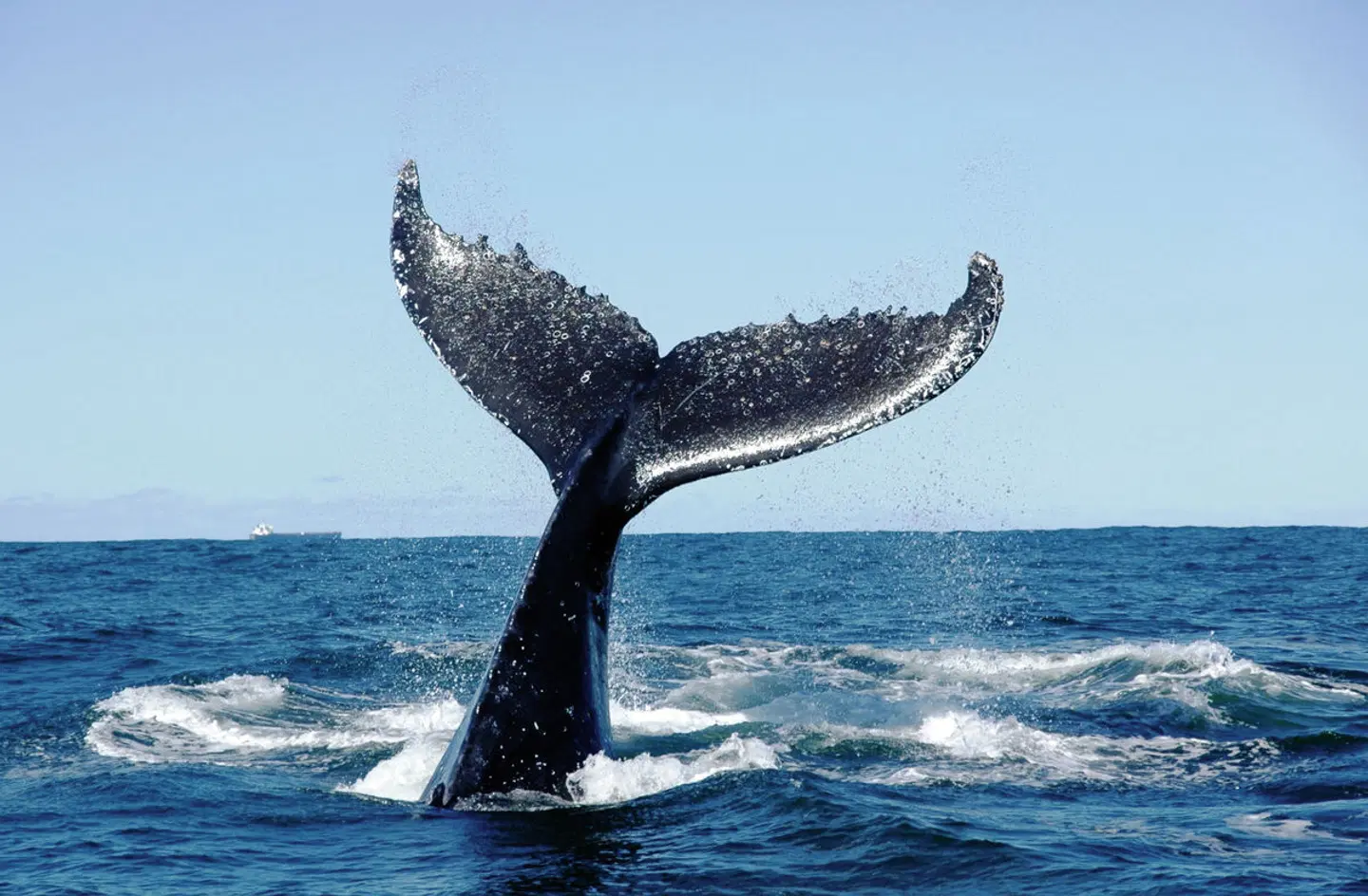 Die besten Seiten von Madeira Tiere