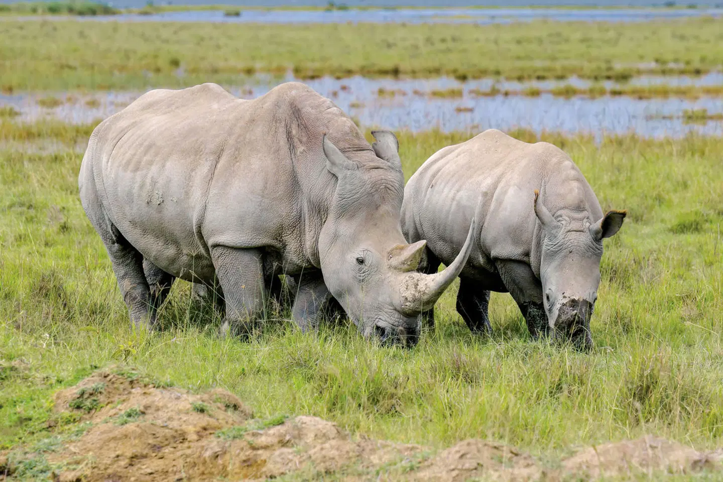 Königreich der Tiere Tiere