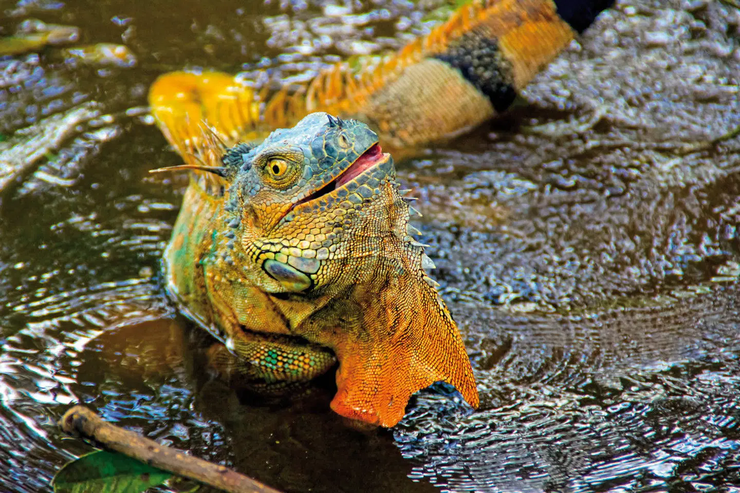 Costa Rica - auf die feine Art entdecken Tiere