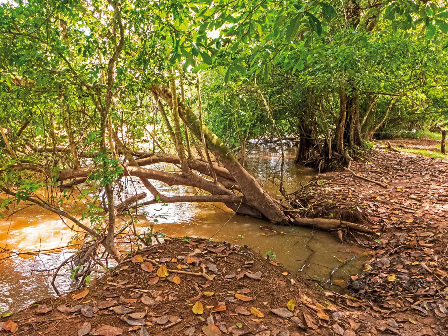 Costa Rica - auf die feine Art entdecken Tiere