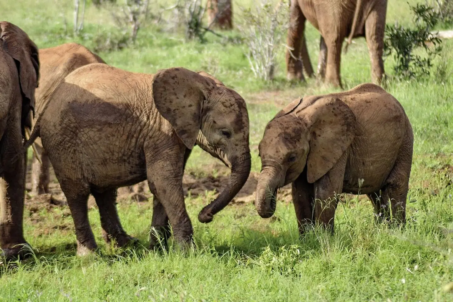 Abenteuer Kenia Tiere