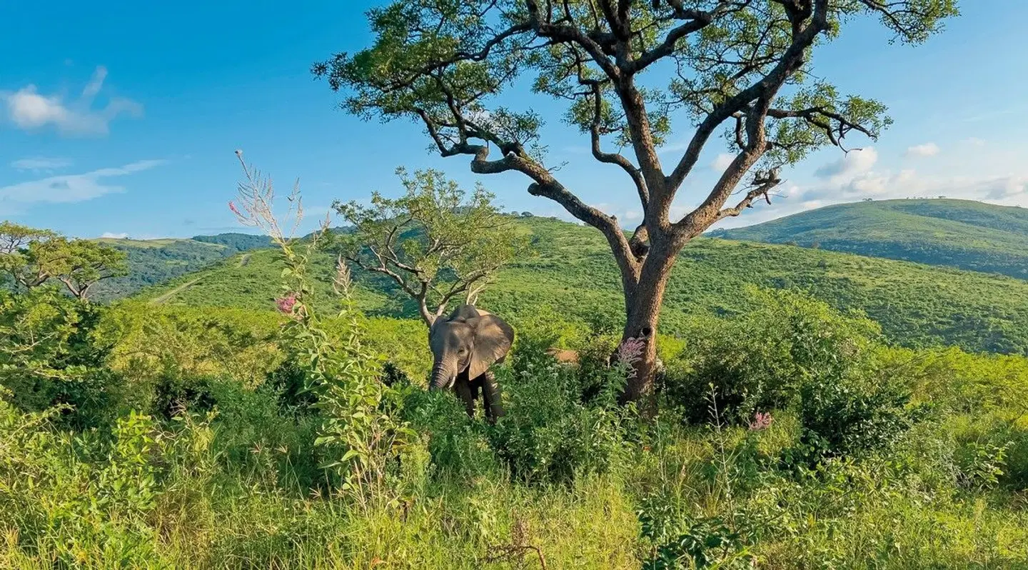 Südafrika à la carte - Kleingruppenreise Tiere