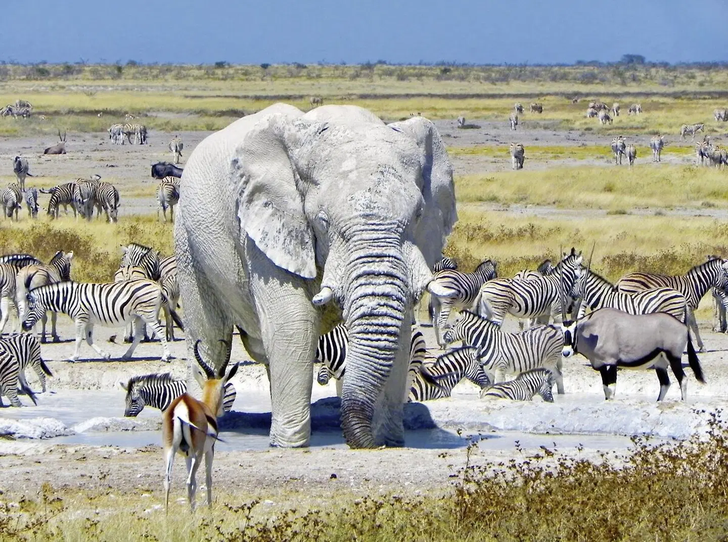 Namibia Classic Standard Tiere