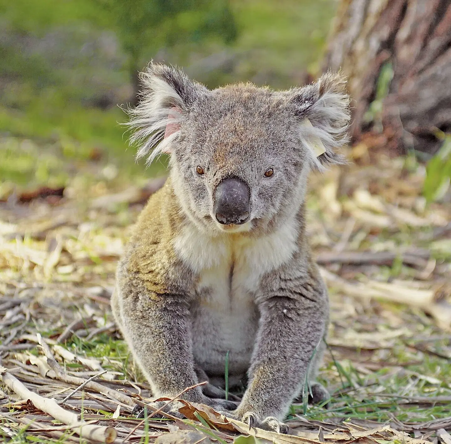 Känguru-Hüpfer Tiere