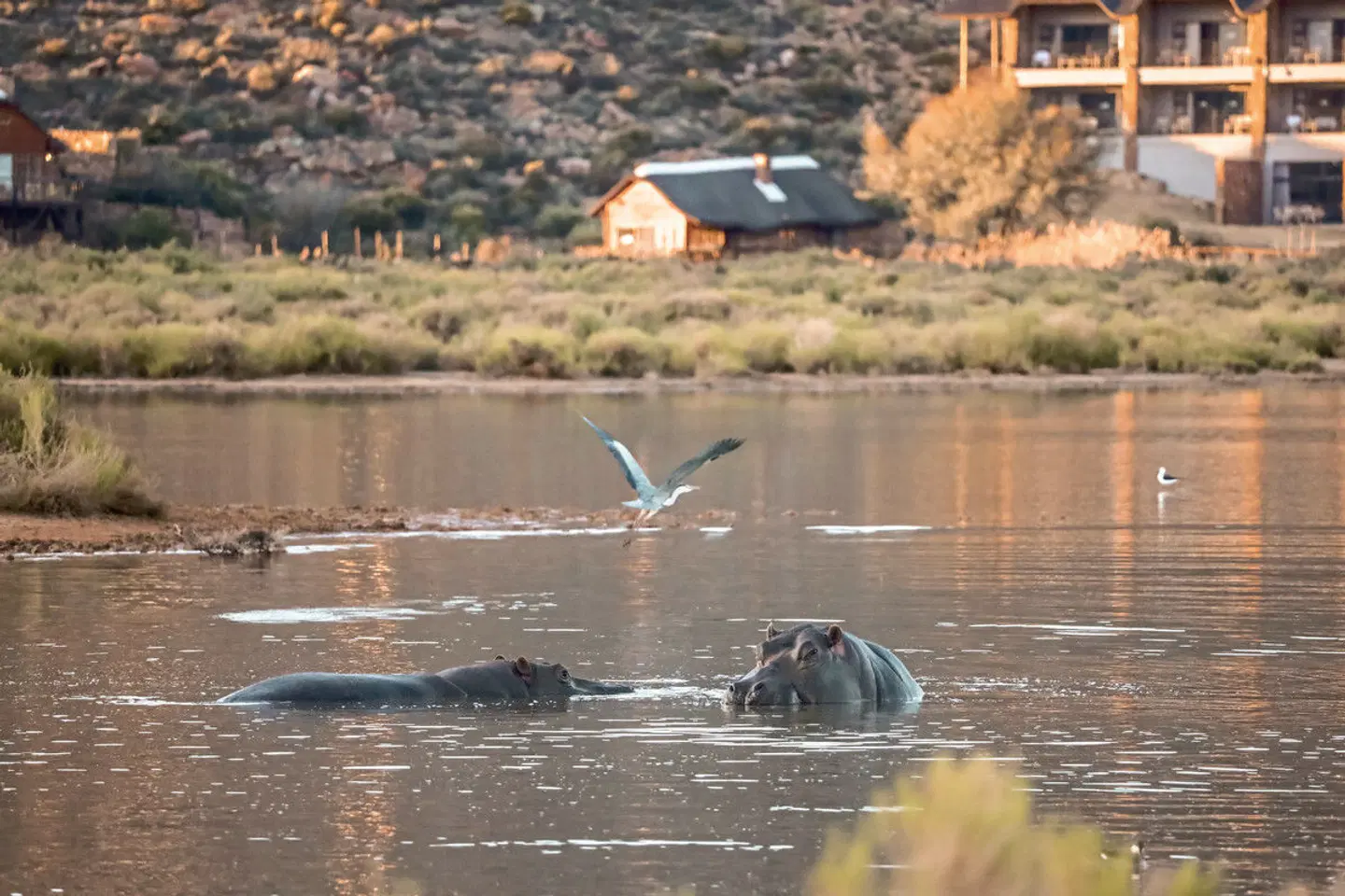 Aquila Private Game Reserve Tiere