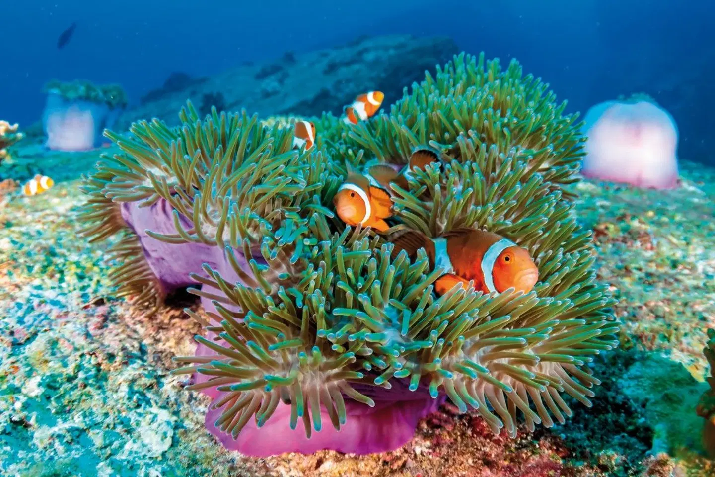 Känguru-Hüpfer & Ostküste Tiere