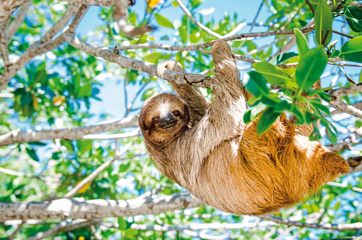 Costa Rica - Auf der Suche nach den Faultieren Tiere