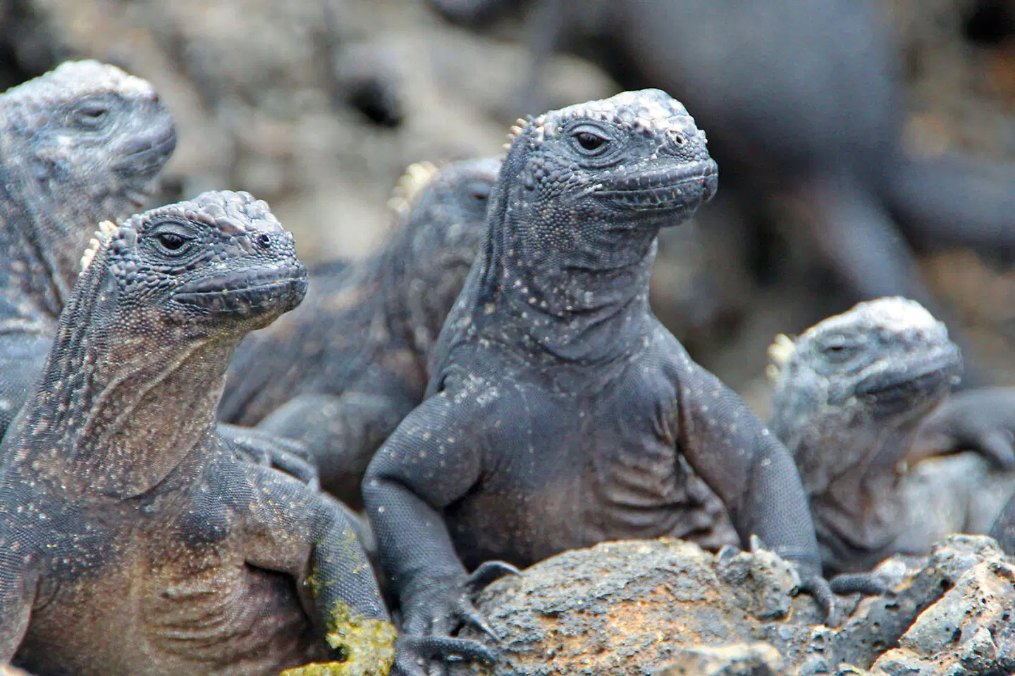 Ecuador auténtico Tiere