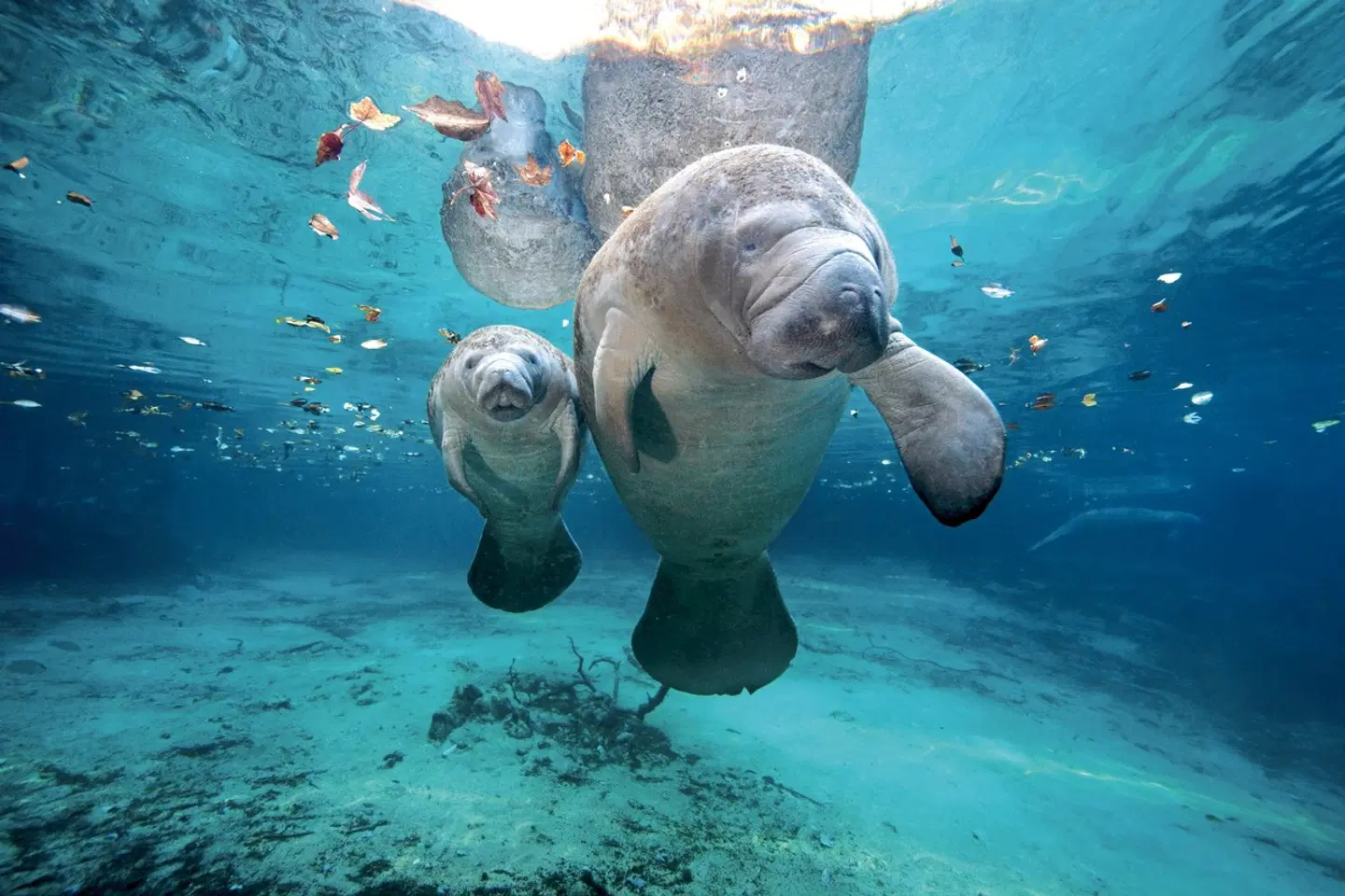 Best of Florida Tiere