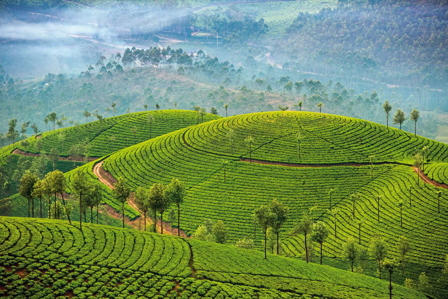 Gandhis grüner Garten (Gruppenreise) LANDSCAPE