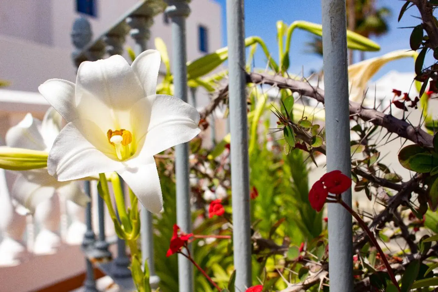 Apartamentos Corona Mar SPORTS_AND_LEISURE