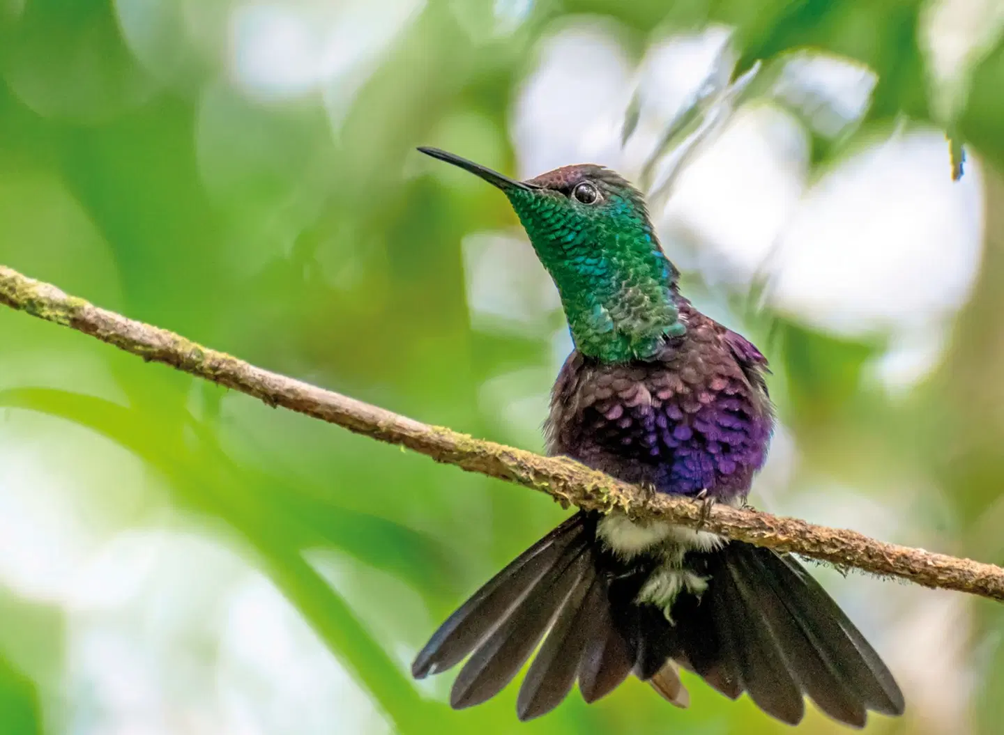 Panama auf eigene Faust inkl. Anschluss Bocas del Toro Tiere