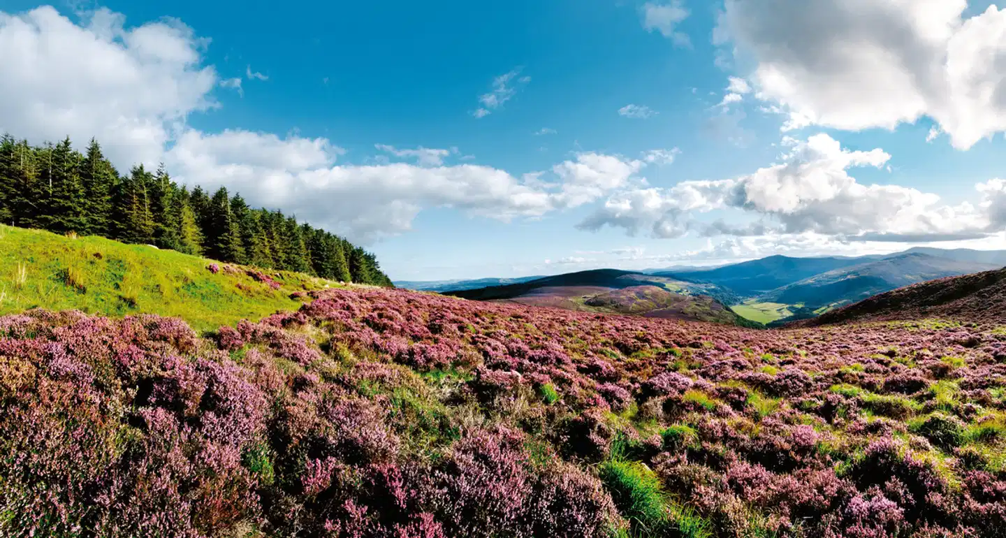 Wanderferien auf dem Wicklow Way Landschaft